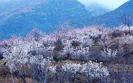 桃花山風景區[遼寧省朝陽市桃花山風景區]