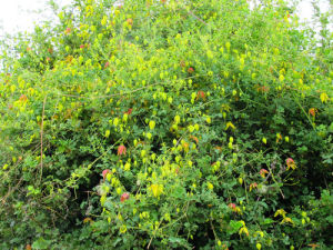 甘川鐵線蓮 甘川鐵線蓮