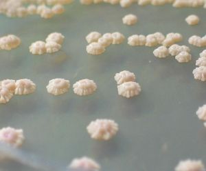 超級真菌 超級真菌