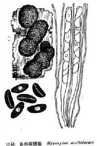 多形炭團菌 多形炭團菌