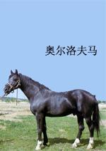 奧爾洛夫馬 奧爾洛夫馬