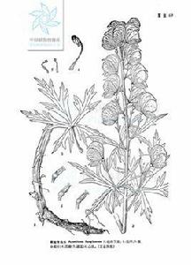 刷經寺烏頭 刷經寺烏頭