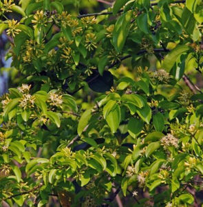 牛眼馬錢 牛眼馬錢