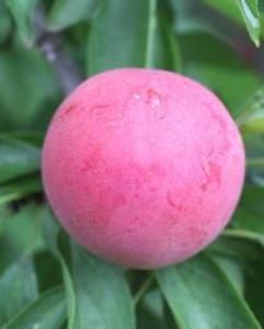 紅寶石李 紅寶石李