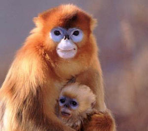 金絲猴