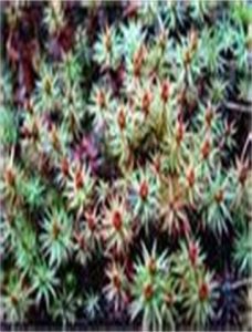 卵葉細枝蘚 卵葉細枝蘚