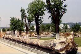 紹興新昌矽化木地質公園