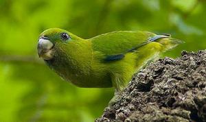 月狀鸚鵡 月狀鸚鵡