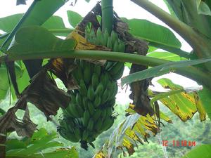 香蕉樹 香蕉樹