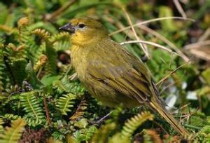 維氏島雀 維氏島雀