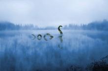 尼斯湖水怪[一種未被證實生物]