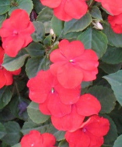 耐寒花卉 耐寒花卉