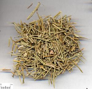 搐藥麻黃散 搐藥麻黃散