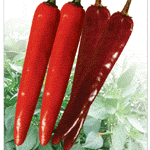 多佛2號 多佛2號