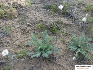 小花角茴香 小花角茴香