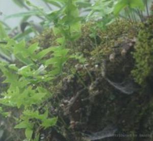 灰鱗假瘤蕨 灰鱗假瘤蕨