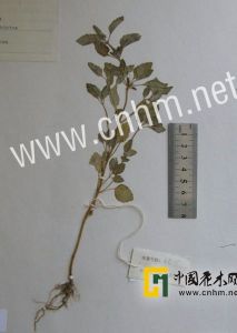 疏苞高原香薷 疏苞高原香薷