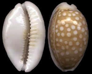 天主教寶螺 天主教寶螺