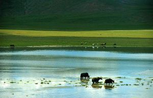 羌塘國家級自然保護區