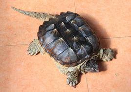 北美擬鱷龜 北美擬鱷龜