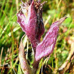 紫白風毛菊 紫白風毛菊