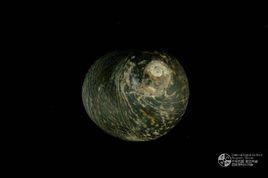 黑草蓆鐘螺 黑草蓆鐘螺