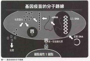 （圖）基因疫苗的分子路線