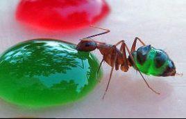 彩色螞蟻