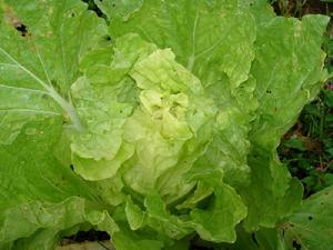 老鴰樹自然村特色產業-蔬菜種植