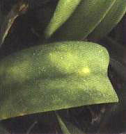 （圖）李屬壞死環斑病毒症狀