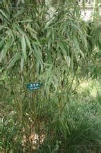 綏江玉山竹 綏江玉山竹