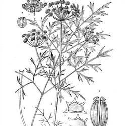 亮葉芹屬 亮葉芹屬