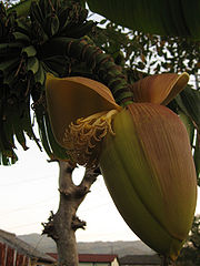 芭蕉花，攝於日本三重縣伊勢市