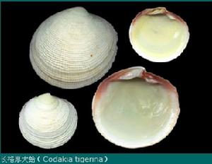 長格厚大蛤（Codakia tigerina）