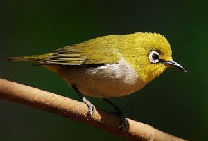 灰胸繡眼鳥 灰胸繡眼鳥