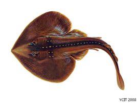 中國團扇鰩 中國團扇鰩