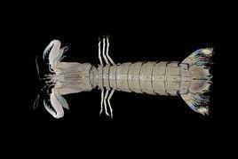 皮皮蝦[蝦蛄網路名]