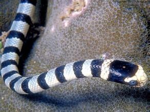 杜氏劍尾海蛇 杜氏劍尾海蛇