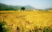 安遠縣稻作