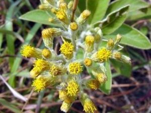 擬羊耳菊 擬羊耳菊