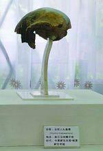 馬壩人頭骨化石