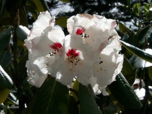 互助杜鵑(亞種) 互助杜鵑(亞種)