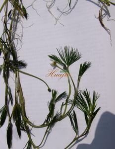 北京水毛茛 北京水毛茛