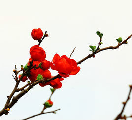 紅梅[梅花的一種]