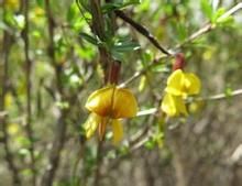 甘蒙錦雞兒 甘蒙錦雞兒