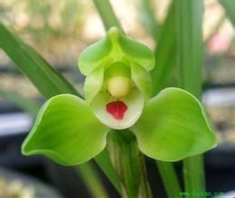 台灣吻蘭 台灣吻蘭