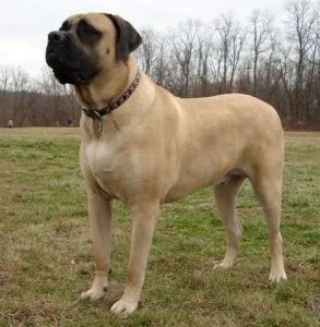 馬士提夫 馬士提夫