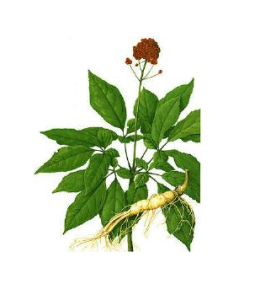 子楝樹根 子楝樹根