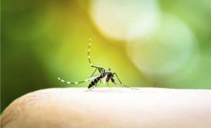 蚊子熱點 蚊子熱點