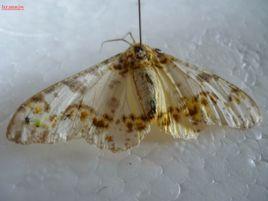 木橑尺蛾 木橑尺蛾